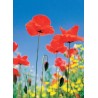 fototapeta W-pion 254/183